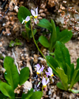 MPW_1366
