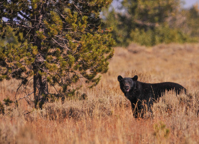 tetons 1 9-08 348