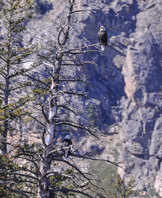 tetons 1 9-08 386