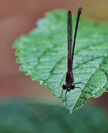 Dragonfly on Leaf