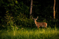 Deer in Woods