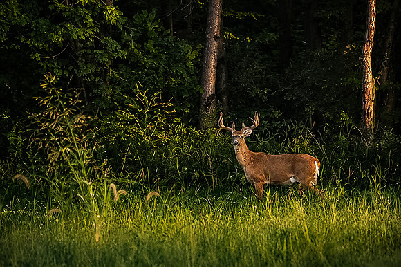 Deer in Woods
