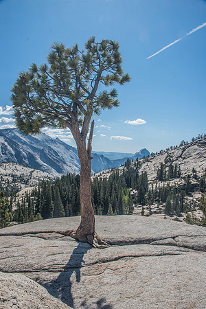 Yose - Tioga Rd. 9-29-17-12