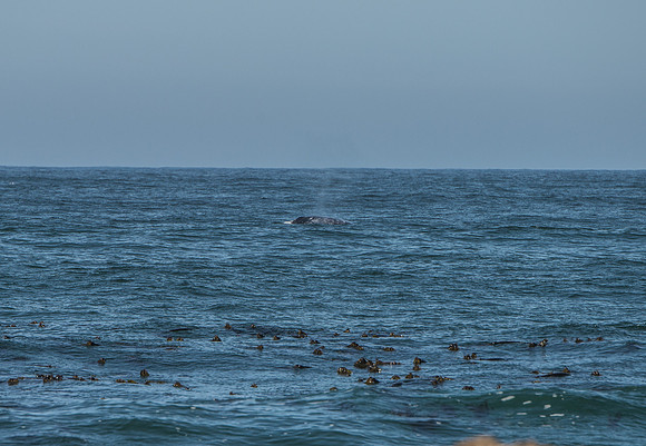 Point Arena - whale 9-24-17-46
