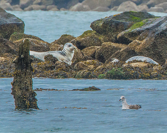 Coquille River & Lighthouse - 9-19-17-73