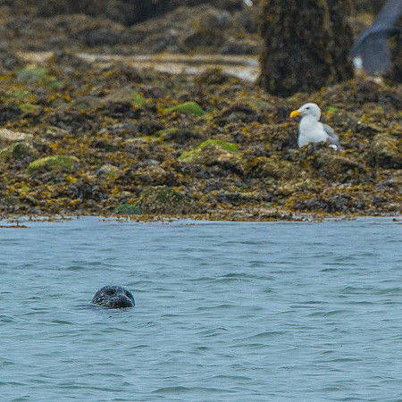 Coquille River & Lighthouse - 9-19-17-70