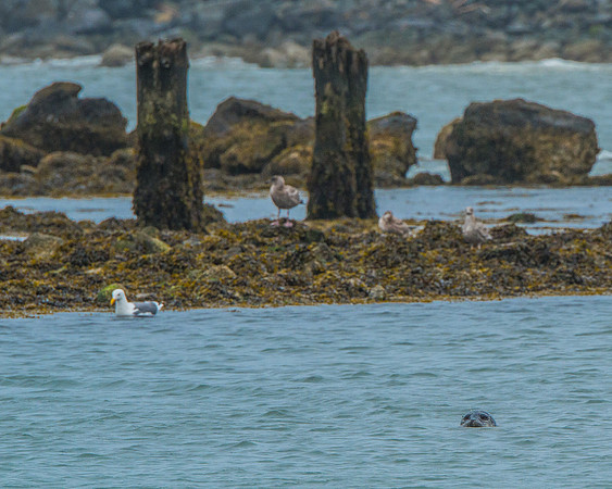 Coquille River & Lighthouse - 9-19-17-63