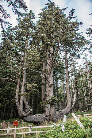 Octo Tree - Cape Meares - 9-16-17-2