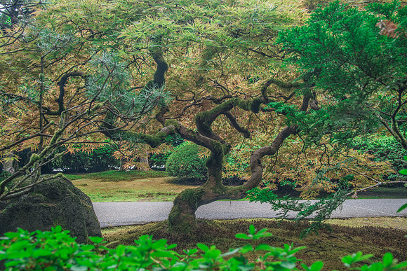 Japanese Garden - 9-16-17-55