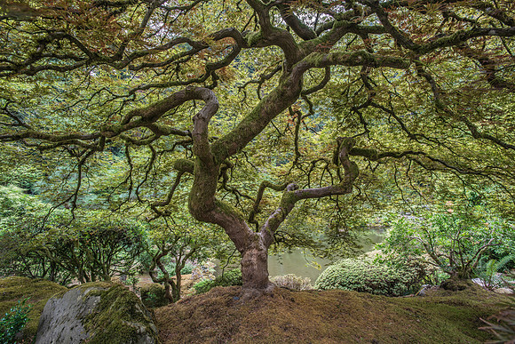 Japanese Garden - 9-16-17-5
