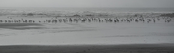 Kalaloch - Oly 9-14-17-3
