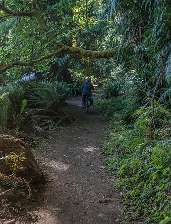 Spruce Trail - Oly 9-13-17-12