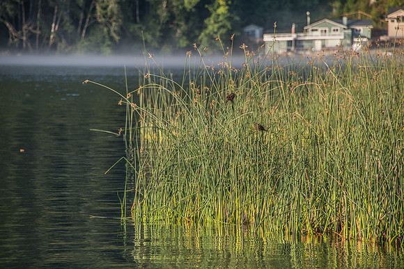 Lake Crescent - Oly - 9-13-17-32