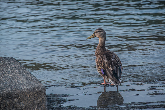 Lake Crescent - Oly - 9-13-17-25