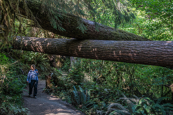 Hoh Rain Forest - Oly-8