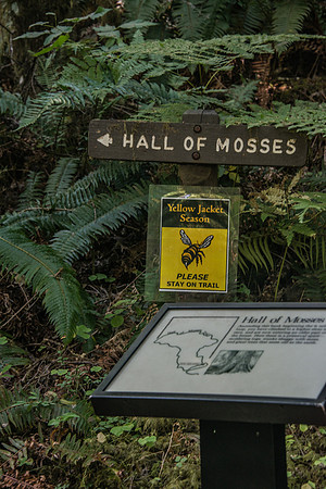 Hoh Rain Forest - Oly-7