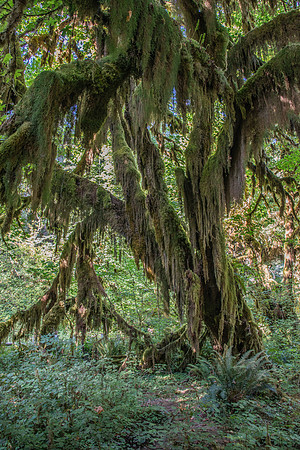 Hoh Rain Forest - Oly-5