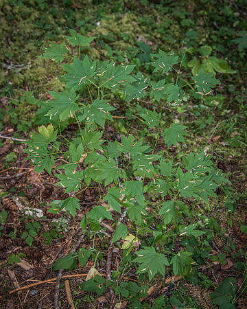 Oly - misc.-14