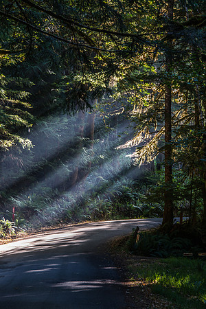 Lake Crescent - Oly-11