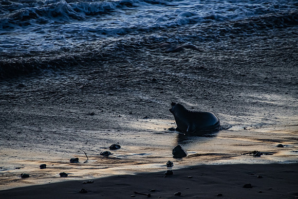Elephant Seals-9