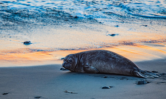 Elephant Seals-2