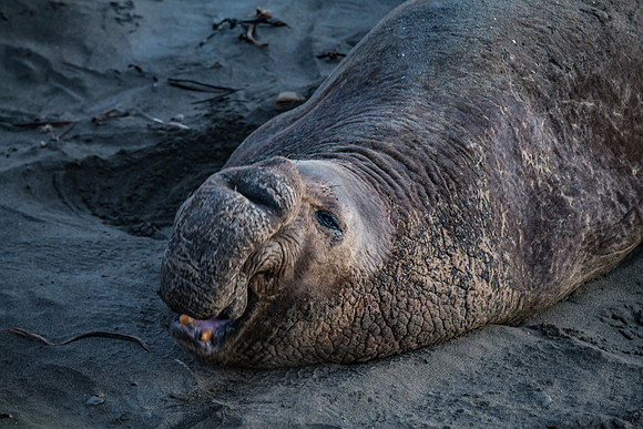 Elephant Seals-5