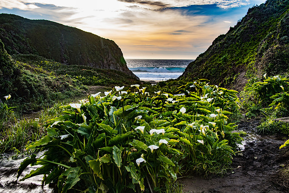 Garrapata - Calla lillies-9