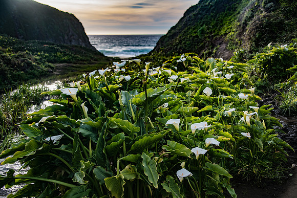 Garrapata - Calla lillies-14
