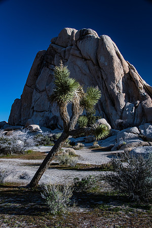 Joshua Tree NP-7