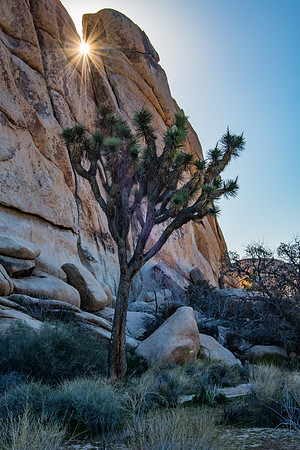 Joshua Tree NP-33