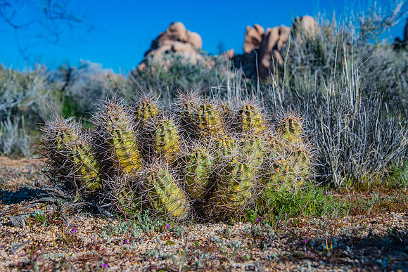 Joshua Tree NP-47