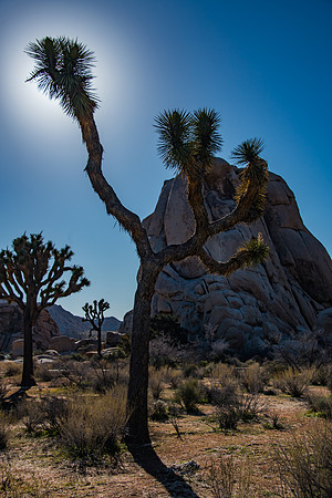 Joshua Tree NP-53