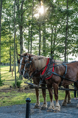 Benezette - 6-2024-14