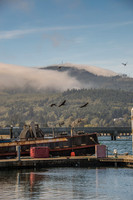 Oly/Mt Rainier 2014