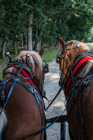 Benezette - 6-2024-6