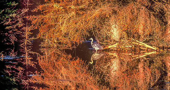 egret spotlight - Tetons-1